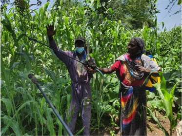 South Sudan: Farming