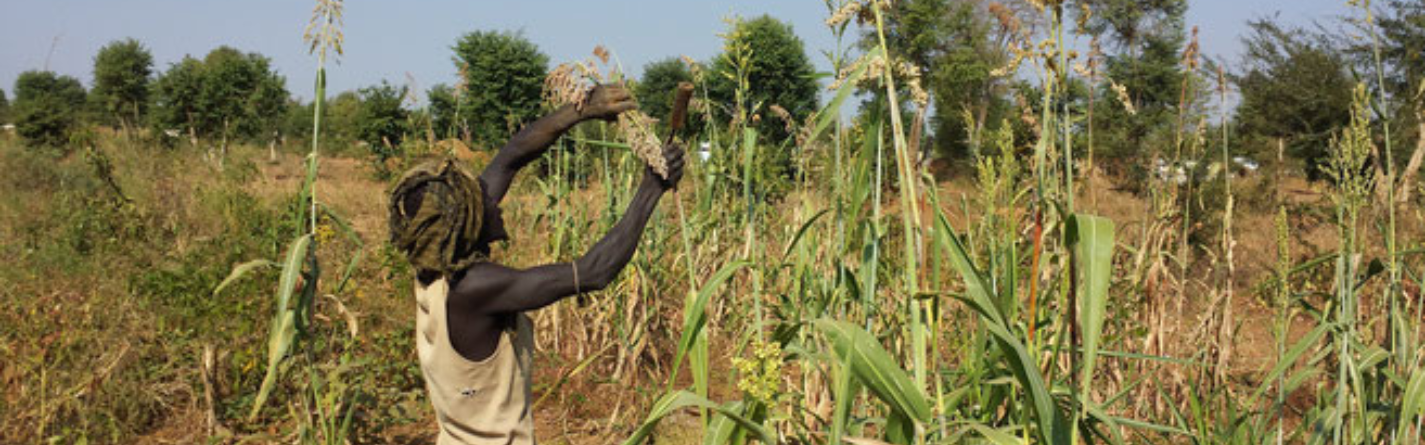 South Sudan: Farming